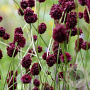 Sanguisorba 'Chocolate Tip' GM P9