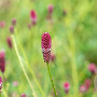 Sanguisorba 'Dali Marble' GM P9