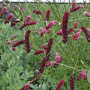 Sanguisorba 'Scapino' GM P9