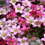 Saxifraga (A) Alpino Rose GM P9
