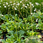 Saxifraga u. 'Variegata' GM P9