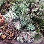 Sedum lydium GM P9