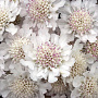 Scabiosa Kudo White GM P9