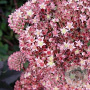 Sedum 'Matrona' GM P9