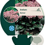 Sedum 'Matrona' GM P9