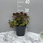 Sedum spurium 'Fuldaglut' GM 2,0L