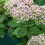 Sedum 'Mr Goodbud' GM P9