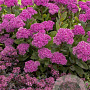 Sedum 'Mr Goodbud' GM P9