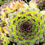 Sempervivum 'Black Top' GM P9