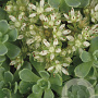 Sedum pachyclados GM P9