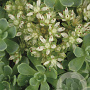 Sedum pachyclados GM P9