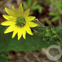 Silphium mohrii GM P9