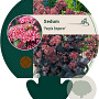 Sedum 'Purple Emperor' GM P9