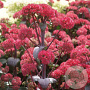 Sedum 'Red Cauli' GM P9