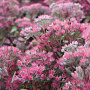 Sedum 'Robustum' GM P9