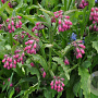 Symphytum officin. 'Moulin Rouge' GM P9