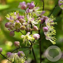Thalictrum 'Anne' GM P9