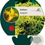 Sedum sexangulare GM P9