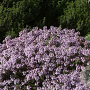 Thymus 'Duftkissen' GM P9