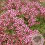 Thymus 'Magic Carpet' GM P9