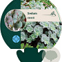 Sedum sieboldii GM P9