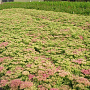 Sedum spectabile 'Brillant' GM P9