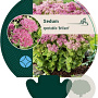 Sedum spectabile 'Brillant' GM P9
