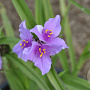 Tradescantia (A) 'Perinne' GM P9