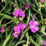 Tradescantia (A) 'Valour' GM P9
