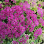 Sedum spectabile 'Meteor' GM P9