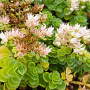 Sedum spurium 'Album Superbum' GM P9