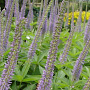 Veronicastrum virg. 'Apollo' GM P9