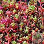 Sedum spurium 'Purpurteppich' GM P9