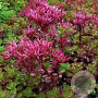 Sedum spurium 'Purpurteppich' GM P9