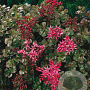 Sedum spurium 'Schorbuser Blut' GM P9