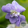 Viola odorata 'Duchesse de Parme' GM P9
