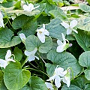 Viola odorata 'Royal Wedding' GM P9