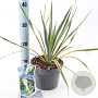 Yucca filamentosa 'Bright Edge' 20-30 cm 2,0L
