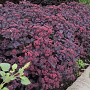 Sedum telephium 'Atropurpureum' GM P9