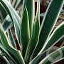 Yucca flaccida 'Ivory' GM P9