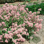 Sedum telephium atropurpureum 'Hester' GM P9