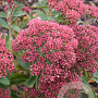Sedum telephium munstead red GM P9