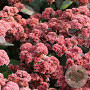 Sedum 'Xenox' GM P9