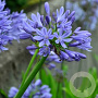 Agapanthus 'Blue Umbrella' GM P9