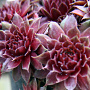 Sempervivum 'Rubin' GM P9