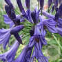 Agapanthus 'Vallée de Loire' GM P9