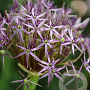 Allium christophii GM P9