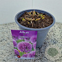 Allium 'Millenium' 25-30 cm 2,5L