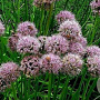 Allium nutans GM P9