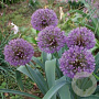 Allium 'Powder Puff' GM P9